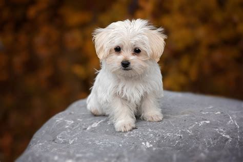 cani di piccola taglia da adottare|razze di cani piccoli.